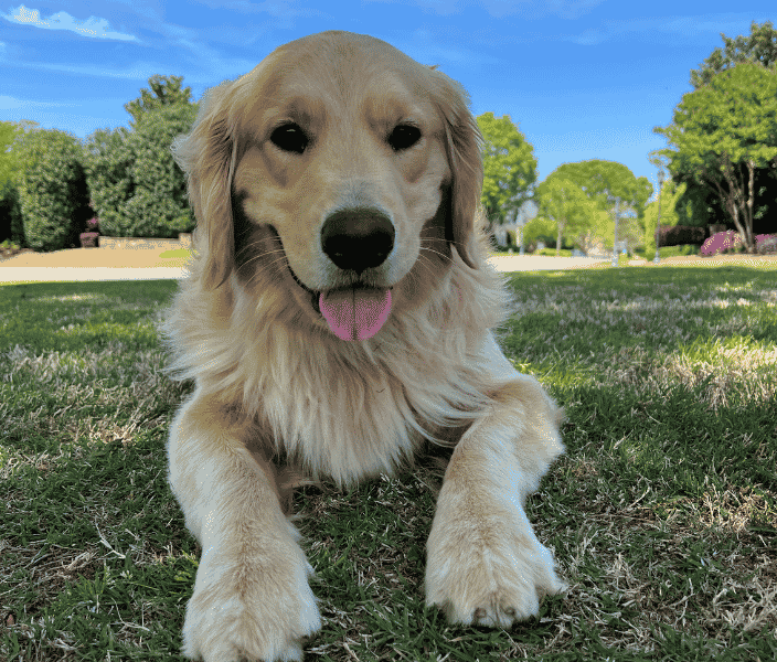 Andi Rose - Therapy Dog - Davidson Center